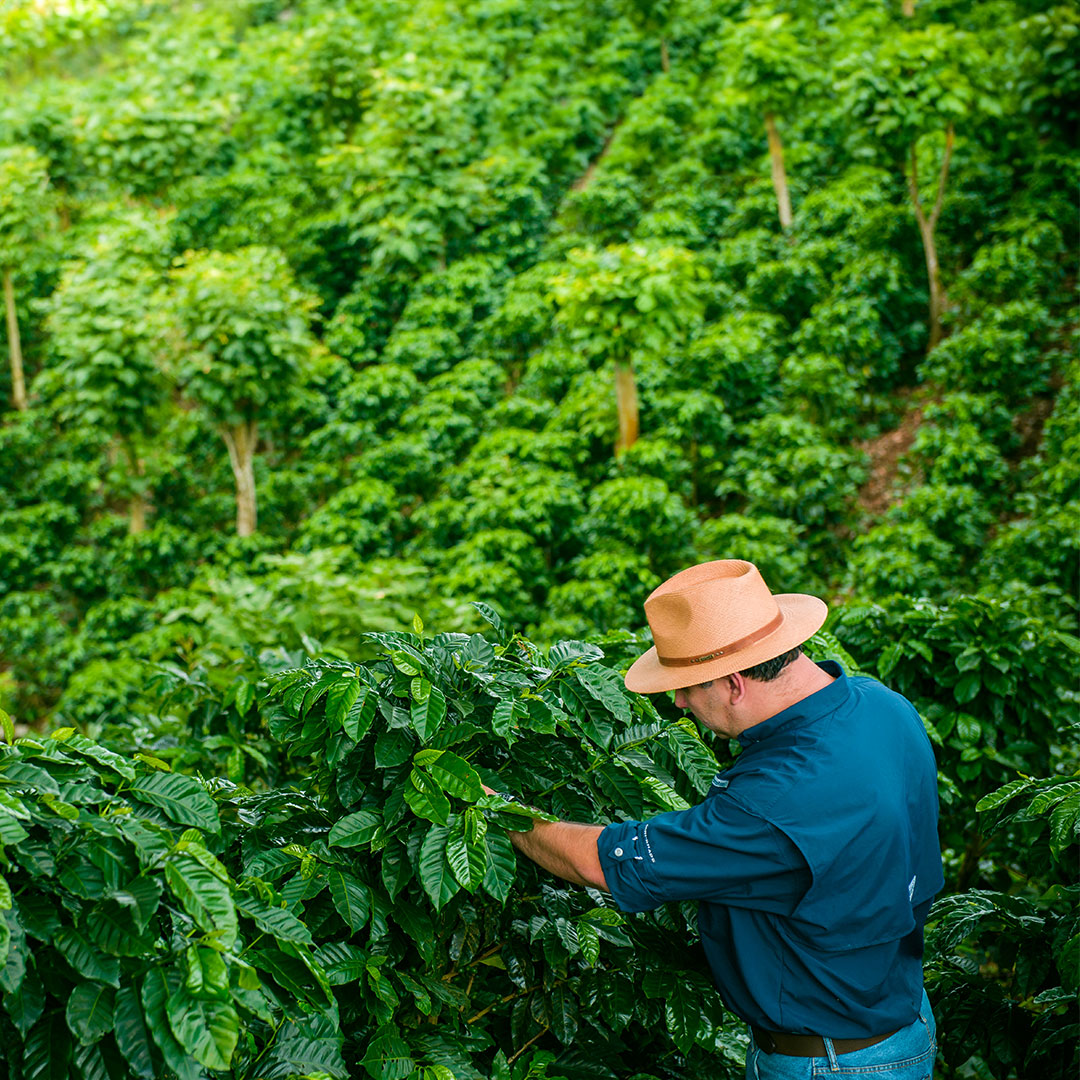 Finca La Viola