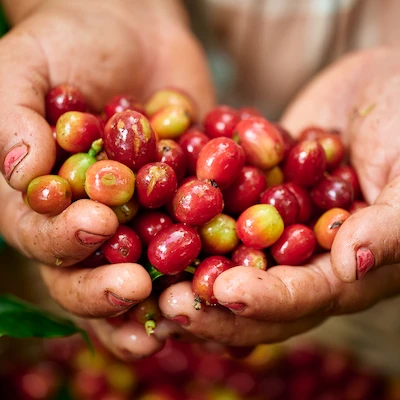 We are the largest coffee producer in Nicaragua